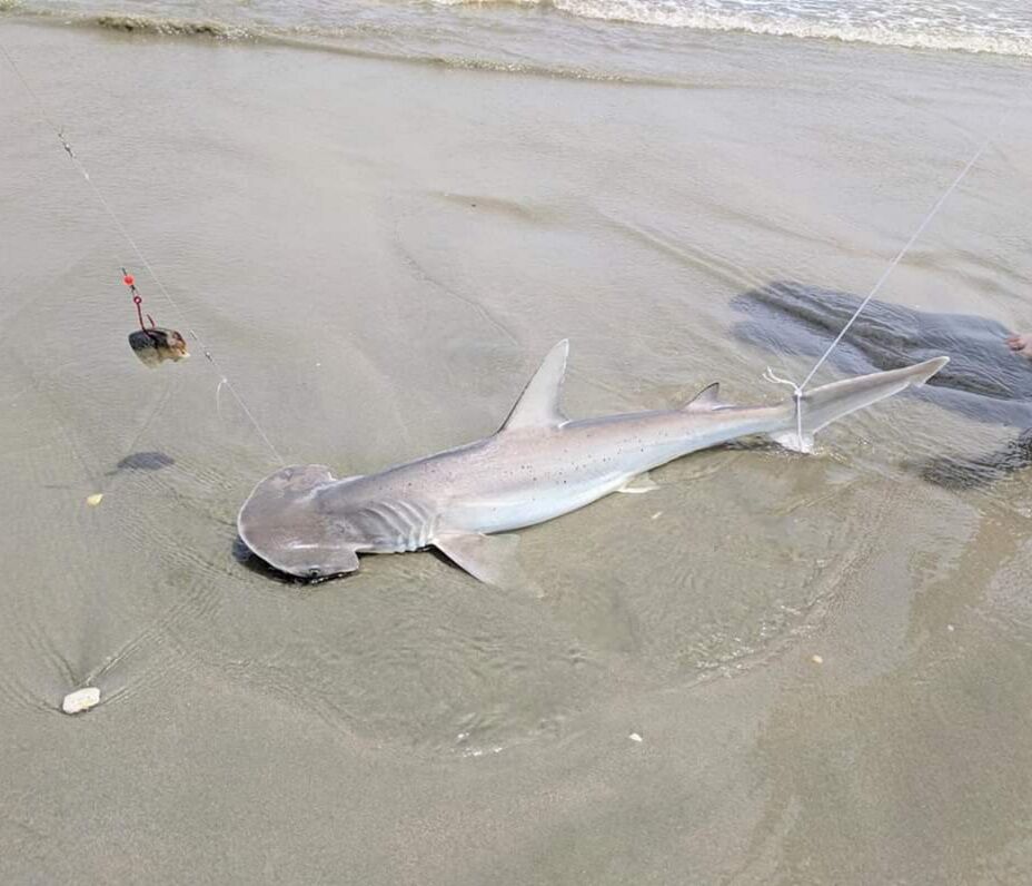 Hammerhead shark on shore